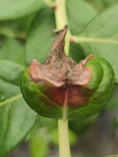 《蓝莓灰霉病防控全攻略：从识别到治理的科学指南》