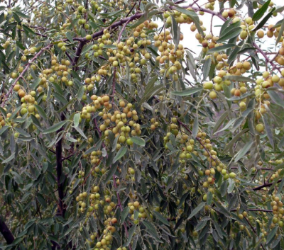 [采购/收购]沙枣&nbsp;200斤
采购意向地：&nbsp;面向全国
送货地区：&nbsp;山东
其他要求