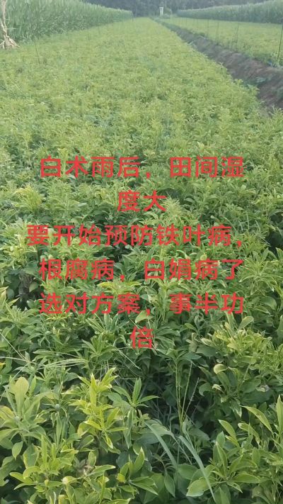 雨期过后白术病害要防治了
预防铁叶病，白娟病
现在也进入了膨大期
可以打膨大的