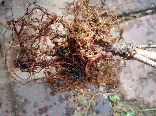 蓝莓根腐病由真菌引发，致根烂叶黄，需选抗病种、控水肥、用药物防治。