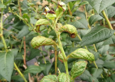 蓝莓蓟马微小难察，危害叶片嫩梢花果，需农物生化综合防治