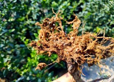 蓝莓根腐病镰刀菌致，根腐叶枯株萎，农化生防结合控病保产