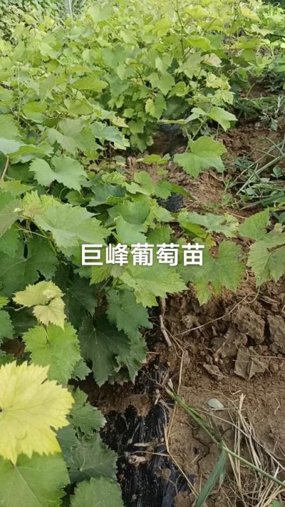 巨峰葡萄苗。一年扦插苗。需要联系。苗圃基地直销！需要联系18534302961
