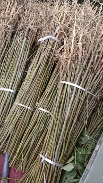 臭椿苗，一年子播苗，大量供应！苗圃基地直销。需要联系