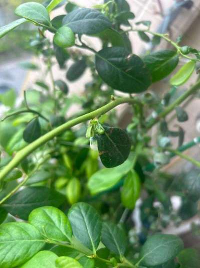 蓝莓白粉虱：从识别到防治的全指南