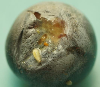 蓝莓果蝇危害大，综合防治要趁早，农物化生结合保蓝莓品质