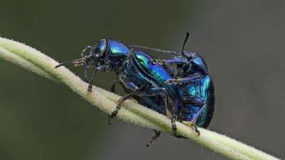 蓝莓甲虫属鞘翅目害虫，危害蓝莓各部位，需综合防治