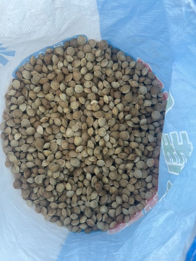 
**西北杏核&mdash;&mdash;来自大漠的自然馈赠**

在广袤的西北大地，阳光充足、昼夜温差