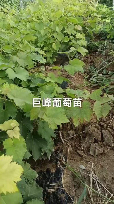 巨峰葡萄苗，优质种苗，一年扦插苗，需要联系18534302961