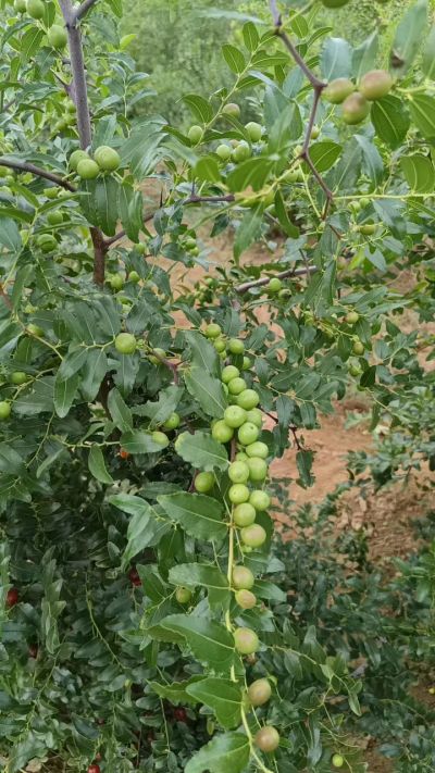 晋酸六号，药用酸枣高产苗。需要联系18534302961