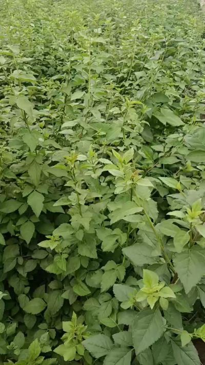 药用连翘苗，科研五号，需要联系18534302961