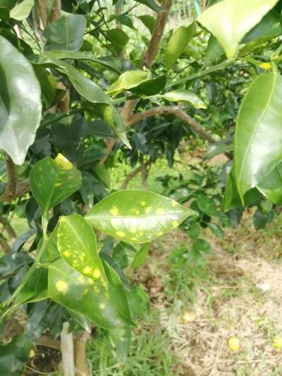 叶斑病，真菌感染