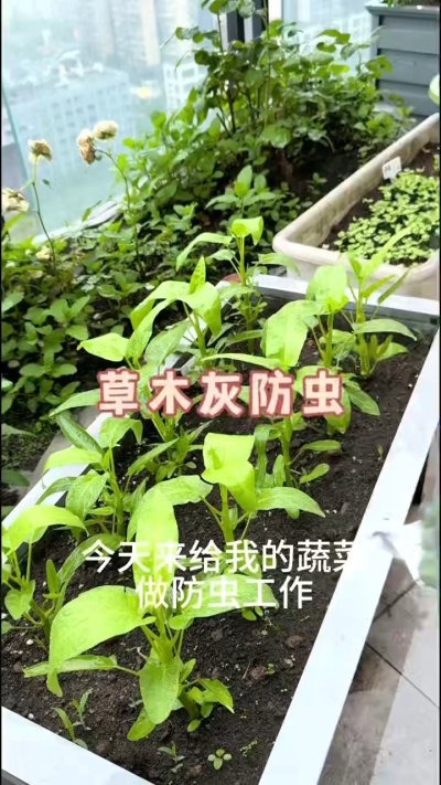 草木灰防虫，防根腐病