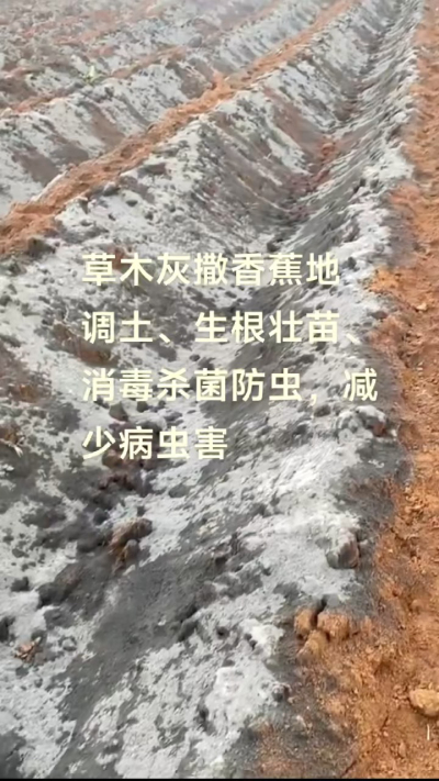 [太阳]纯植物草木灰源头厂家，草木灰广泛适用于各类农作物，是性价比很高的有机肥