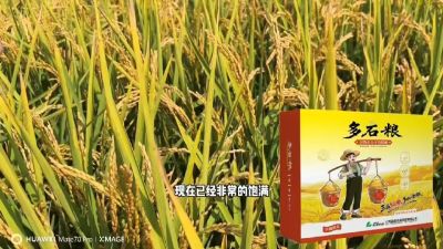 多石粮-谷物小分子有机酸，田间表现。
剑叶挺拔，灌浆饱，千粒重，上粮快。