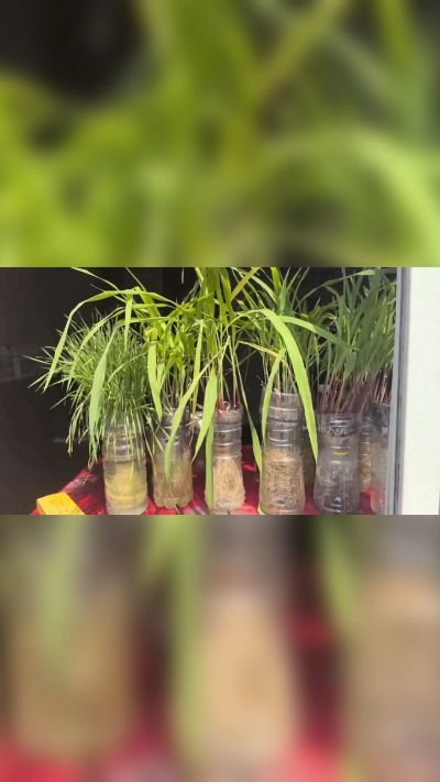 微生物菌剂，出厂前每克添加5亿微生物。最新实验生根育苗，保证不烧苗，促进毛细根增长，抑制病虫害，疏松土壤，保水保肥。近期需要用肥的老板提前联系，19331068337微信同步。