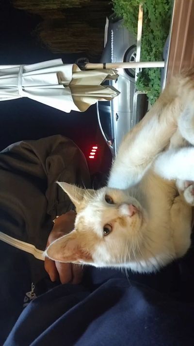 这是我在野外今年春天开始喂养的小猫🐈🐱🐱🐱🐱🐱🐱🐱🐱🐱🐱🐱很可爱