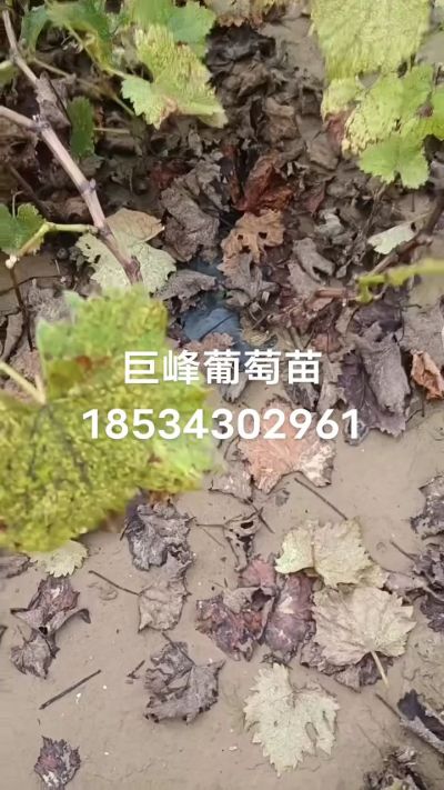 巨峰葡萄苗，一年扦插苗，苗圃基地直销！需要联系18534302961