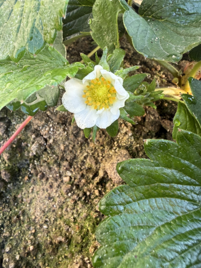 今年的碗苗上花快