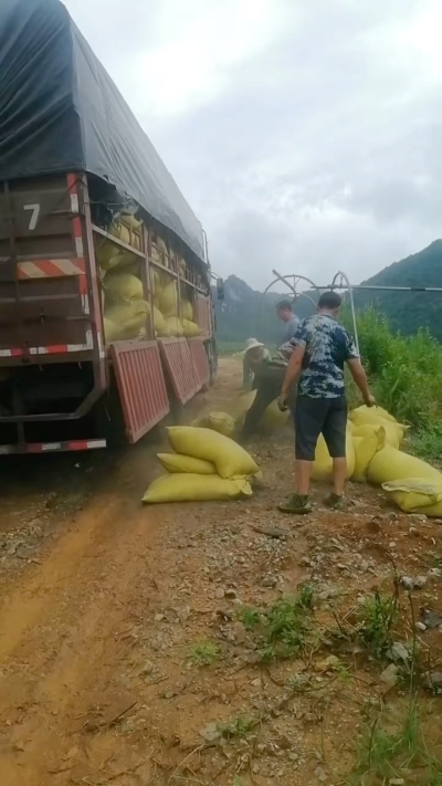 种植前先撒草木灰犁地，调节土壤，增加土壤肥力
#农业种植