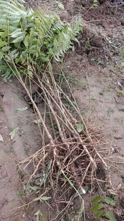 出售臭椿苗，巨峰葡萄苗。药用连翘苗，科研五号优质种苗，2/5年苗，药用连翘树，挂果树，全国包邮到家！财富密码18534302961