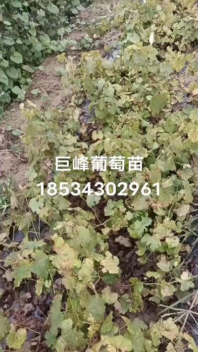 出售早熟巨峰葡萄苗。药用连翘苗，科研五号优质种苗，2/5年苗，药用连翘树，挂果树，全国包邮到家！财富密码18534302961