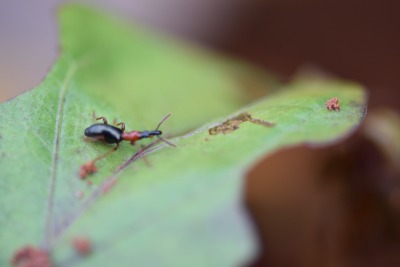 甘薯小象甲的危害与识别