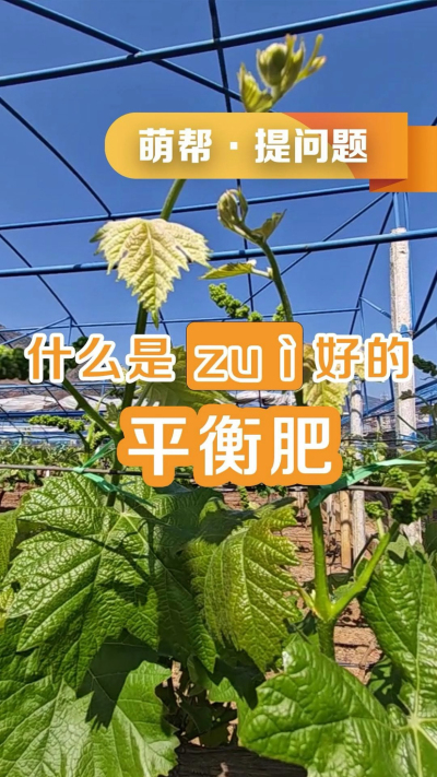 什么是最好的平衡肥