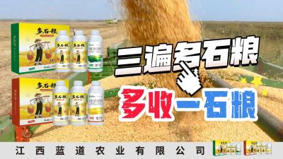 冬季种植，油菜，小麦，草莓等作物的，出现了除草剂药害，黄叶，僵苗，苗不长等问题，马上用多石粮，确保5天见到效果。