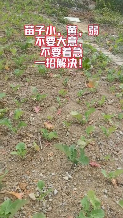 油菜苗子弱苗子小，就用多石粮，5天见效果。