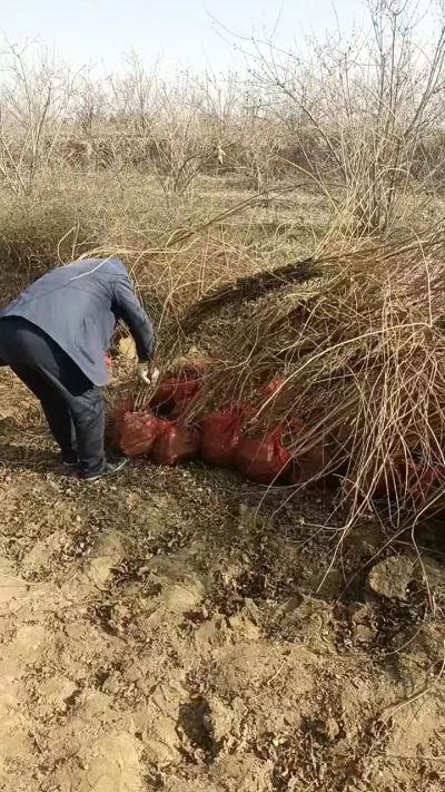 出售药用连翘苗，科研五号优质种苗，2/5年苗，药用连翘树，挂果树，全国包邮到家！财富密码18534302961出售药用连翘苗，科研五号优质种苗，2/5年苗，药用连翘树，挂果树，全国包邮到家！财富密码1