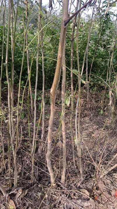 出售臭椿苗，巨峰葡萄苗。药用连翘苗，科研五号优质种苗，2/5年苗，药用连翘树，挂果树，全国包邮到家！财富密码18534302961