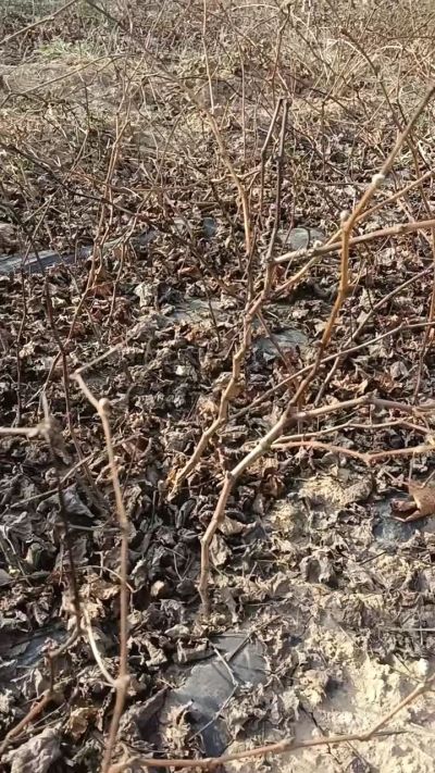 户太八号葡萄苗，，一年扦插苗，需要联系我