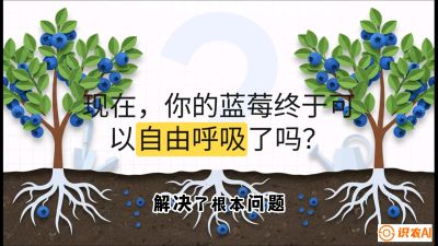 第3节：别把树&ldquo;憋死&rdquo;&mdash;&mdash;正确的定植与换盆手法,   课程：《蓝莓&ldquo;高产&rdquo;实战课：从选苗到丰收的10个关键点》