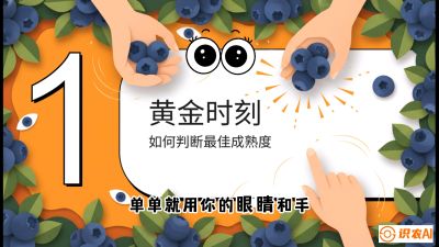 第10节：完美的&ldquo;果粉&rdquo;&mdash;&mdash;采摘时机与保鲜， 课程：《蓝莓&ldquo;高产&rdquo;实战课：从选苗到丰收的10个关键点》