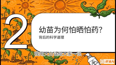 第02节：幼树管理&mdash;&mdash;&ldquo;防晒又防草，树势起得早&rdquo;，课程：《槟榔种植：从不懂到精通的10堂必修课》