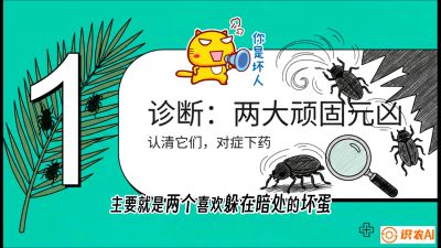 第06节：顽固虫害防治&mdash;&mdash;&ldquo;钻心虫与红蜘蛛，打准时间才服输&rdquo;《槟榔种植：从不懂到精通的10堂必修课》