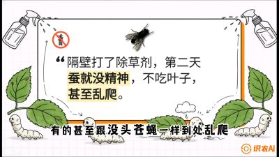 第05节：养蚕人的&ldquo;排雷战&rdquo;&mdash;&mdash;除草剂的生死禁忌，课程：《桑海淘金：桑树高产与蚕桑安全进阶实战课》