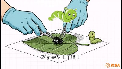 第07节：虫口夺叶（下）&mdash;&mdash;不得不打药时的&ldquo;解毒术&rdquo;，课程：《桑海淘金：桑树高产与蚕桑安全进阶实战课》