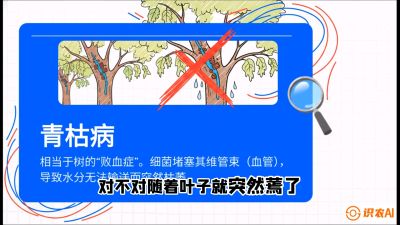 第08节：看不见的杀手&mdash;&mdash;青枯病与萎缩病，课程：《桑海淘金：桑树高产与蚕桑安全进阶实战课》