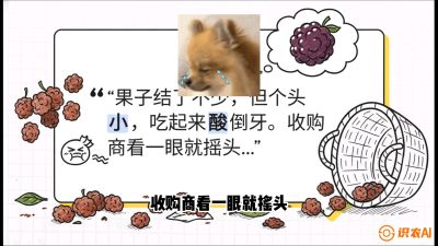 第10节：甜蜜的科学&mdash;&mdash;膨大、增甜与转色，课程：《桑海淘金：桑树高产与蚕桑安全进阶实战课》