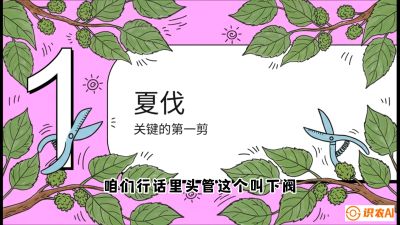第11节：叶果双收&mdash;&mdash;特殊的夏伐与冬伐，课程：《桑海淘金：桑树高产与蚕桑安全进阶实战课》