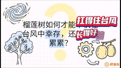 第四节：中国榴莲突围战：为生存重塑权型，抗台风矮化栽培与力学牵引，课程：《国产榴莲突围战：从泰国经验到中国实操的8堂必修课（高阶实战版）》