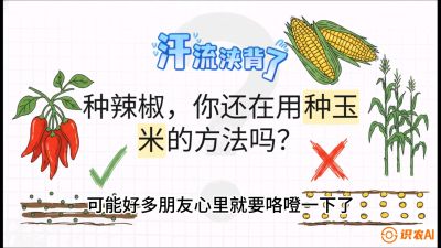 第1节：【品种定江山】工业辣椒vs小米辣：底肥公式与密度陷阱的&ldquo;百万生意经&rdquo;，课程：《辣椒种植实战特训营，从工业辣椒到精品小米辣，教你如何把&ldquo;草&rdquo;种成&ldquo;金&rdquo;》