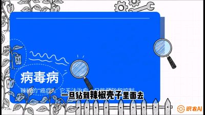 第5节：【病毒病阻击】辣椒的&ldquo;癌症&rdquo;怎么治？从&ldquo;绝收恐慌&rdquo;到&ldquo;带毒生产&rdquo;的逆转术，课程：《辣椒种植实战特训营，从工业辣椒到精品小米辣，教你如何把&ldquo;草&rdquo;种成&ldquo;金&rdquo;》