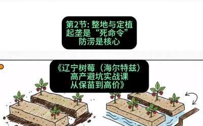 第二节： 整地与定植&mdash;&mdash;起垄是&ldquo;死命令&rdquo;，防涝是核心，课程：《辽宁树莓（海尔特兹）高产避坑实战课：从保苗到高价》