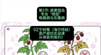 第五节： 病害阻击&mdash;&mdash;专治&ldquo;绝症&rdquo;根腐病与灰霉病，课程：《辽宁树莓（海尔特兹）高产避坑实战课：从保苗到高价》