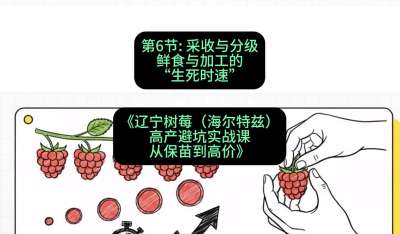 第六节： 采收与分级&mdash;&mdash;鲜食与加工的&ldquo;生死时速&rdquo;，课程：《辽宁树莓（海尔特兹）高产避坑实战课：从保苗到高价》