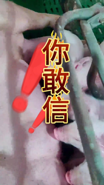 小猪抢不到奶，干瘦不长肉？成活率总上不去？😭
自从用上南商农科这款仔猪补奶机，再也没这烦恼！
✅ 一键设置下料参数，新手也能上手
✅ 恒温补奶，小猪抢着喝，长势超均匀
从车间精工组装到猪场落地使用，每