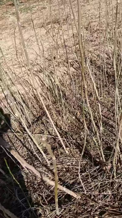 出售臭椿苗，巨峰葡萄苗。药用连翘苗，科研五号优质种苗，2/5年苗，药用连翘树，挂果树，全国包邮到家！财富密码18534302961